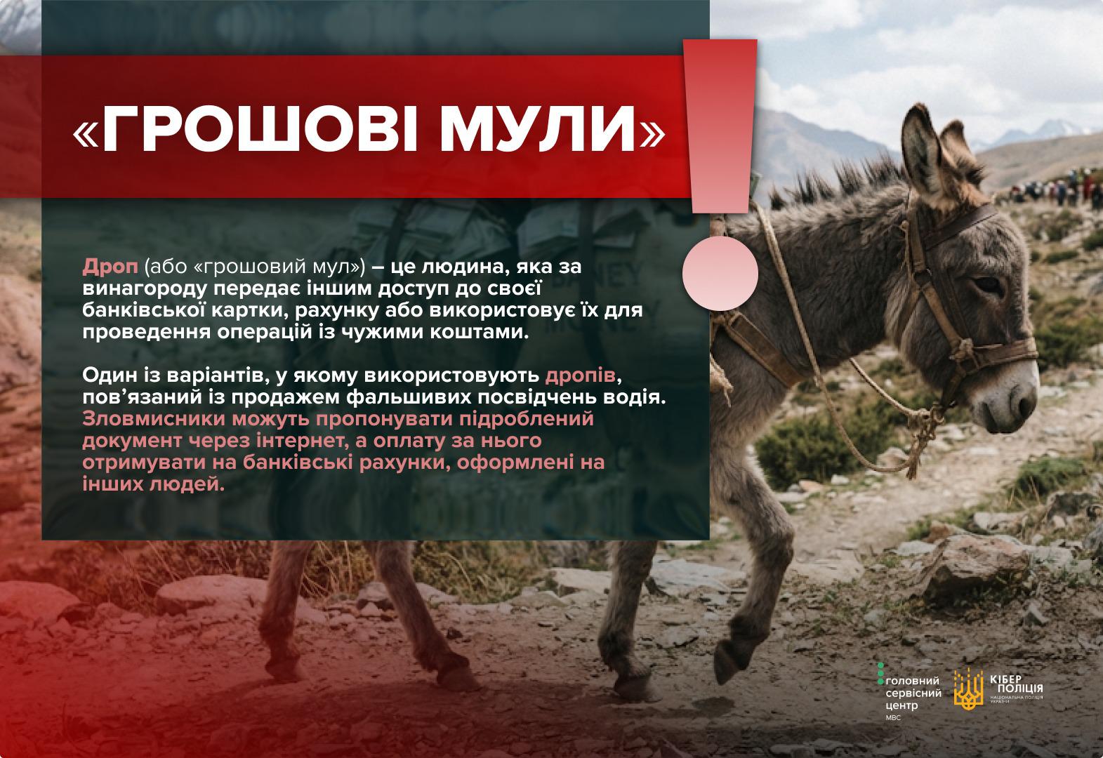 Інформаційне зображення з гірським пейзажем на тлі, де праворуч зображено віслюка (мула) з вуздечкою. У верхньому лівому кутку в червоній прямокутній рамці міститься заголовок великими білими літерами: «ГРОШОВІ МУЛИ». Поруч розташовані червоно-білий знак оклику. У середній частині на темному напівпрозорому тлі розміщено роз'яснювальний текст білим та рожевим шрифтом. Текст пояснює значення терміна Дроп (або «грошовий мул») як людини, яка за винагороду передає доступ до своїх банківських карт чи рахунків. Також зазначається, що дропів використовують для продажу фальшивих посвідчень водія через інтернет, отримуючи оплату на рахунки інших людей. У правому нижньому кутку розміщено білі логотипи Головного сервісного центру МВС та Кіберполіції Національної поліції України.